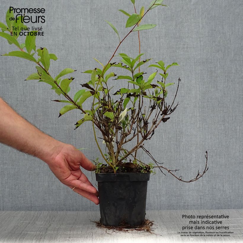 Example of Weigela Stelzneri Topf mit 2L/3L as you get in automne