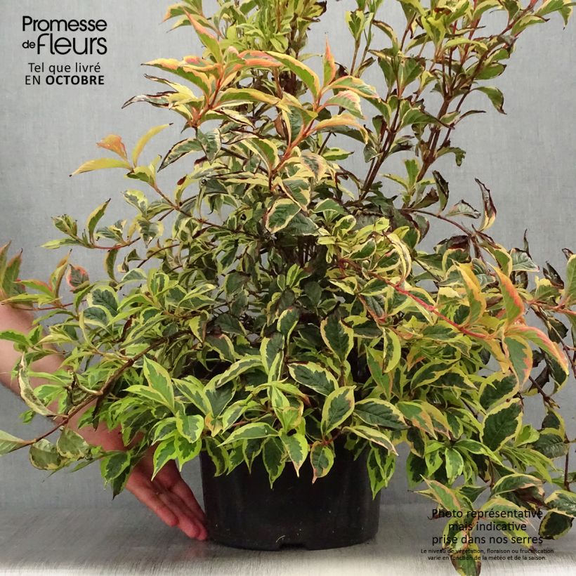 Example of Weigela florida White Lightning Topf mit 7,5L/10L as you get in automne