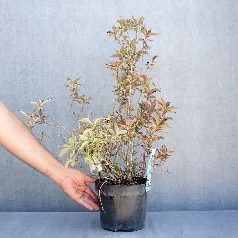 Example of Weigela florida White Lightning Topf mit 2L/3L as you get in ete