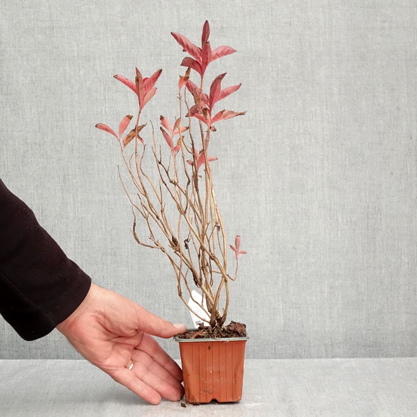 Exemplar von Weigela Wings of Fire Kleine Töpfe von 8/9 cm wie im Herbst geliefert