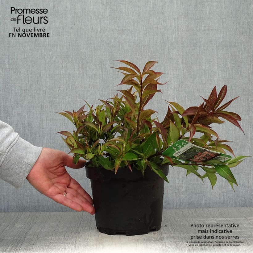 Example of Weigela All Summer Peach Topf mit 3L/4L as you get in automne