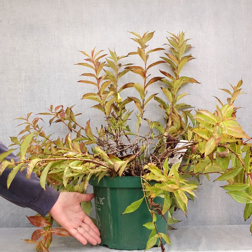 Exemplar von Weigela All Summer Peach Topf mit 7,5L/10L wie im Herbst geliefert