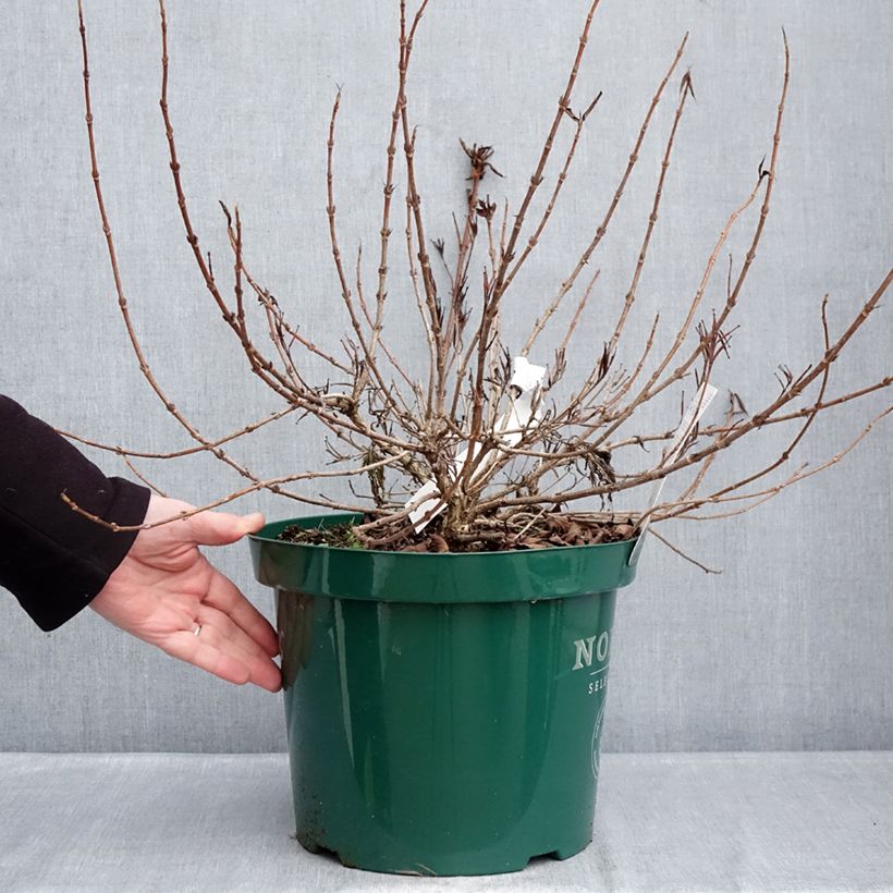 Exemplar von Weigela All Summer Peach Topf mit 7,5L/10L wie im Winter geliefert