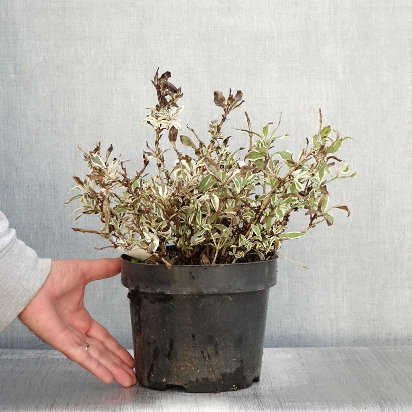Example of Weigela florida Monet Verweig Topf mit 2L/3L as you get in automne