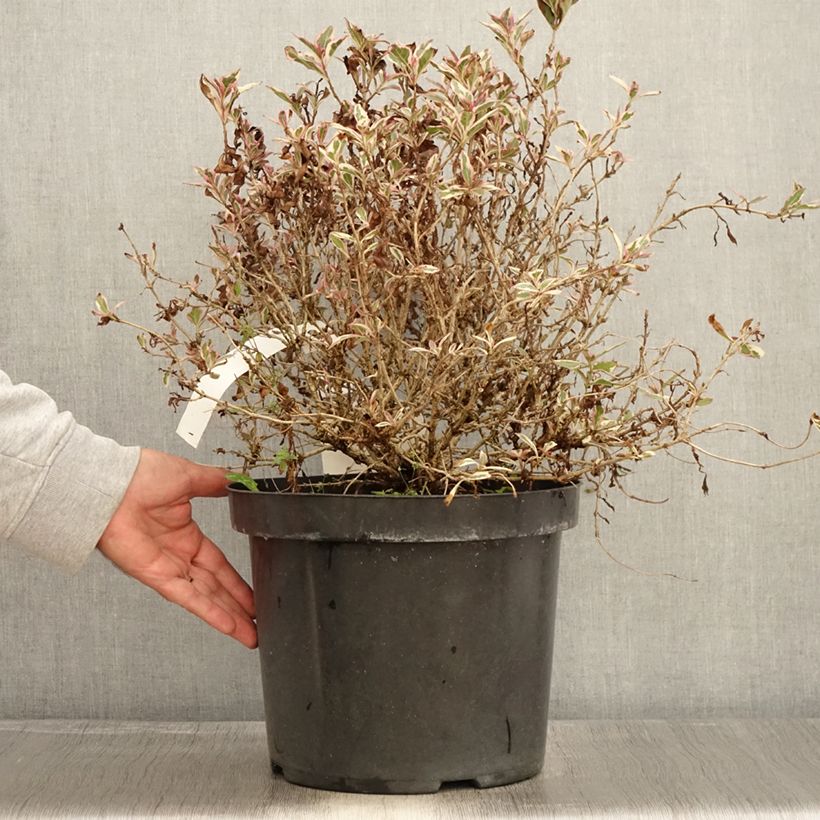 Example of Weigela florida Monet Verweig Topf mit 7,5L/10L as you get in automne