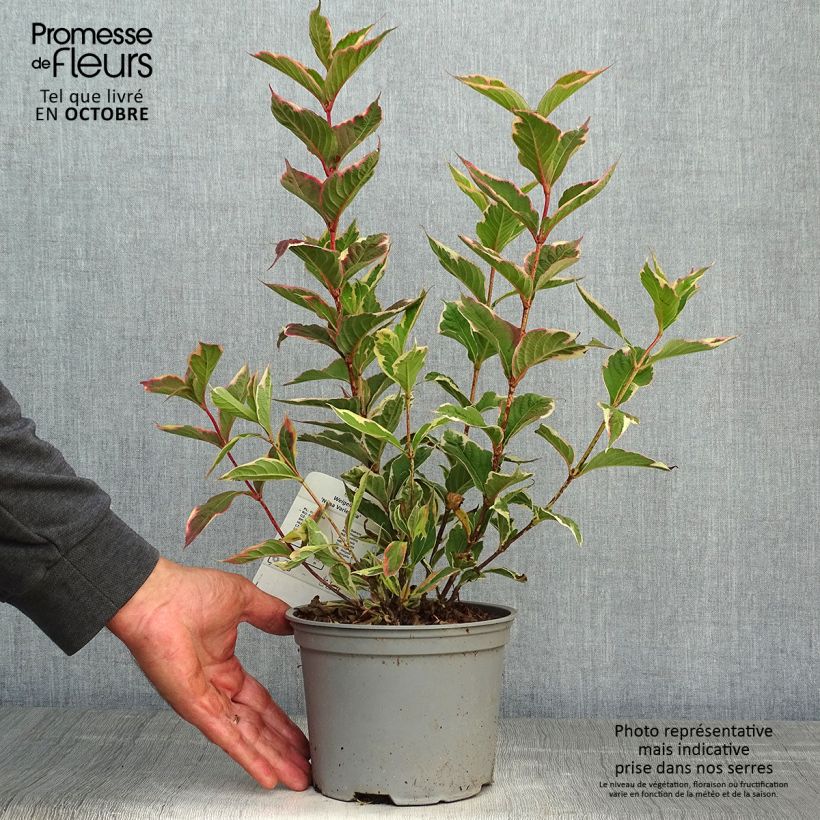 Example of Weigela florida Nana Variegata Topf mit 2L/3L as you get in automne