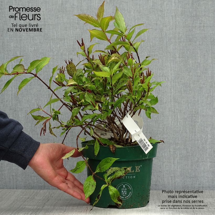 Example of Weigela florida Princess Ayla Topf mit 3L/4L as you get in automne