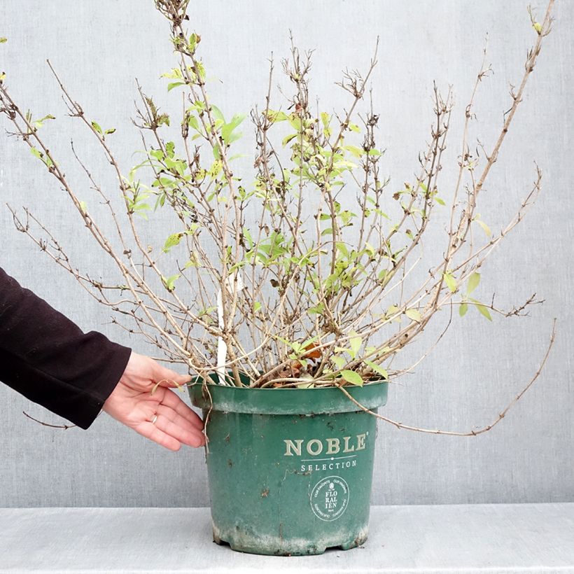 Exemplar von Weigela florida Princess Ayla Topf mit 7,5L/10L wie im Herbst geliefert