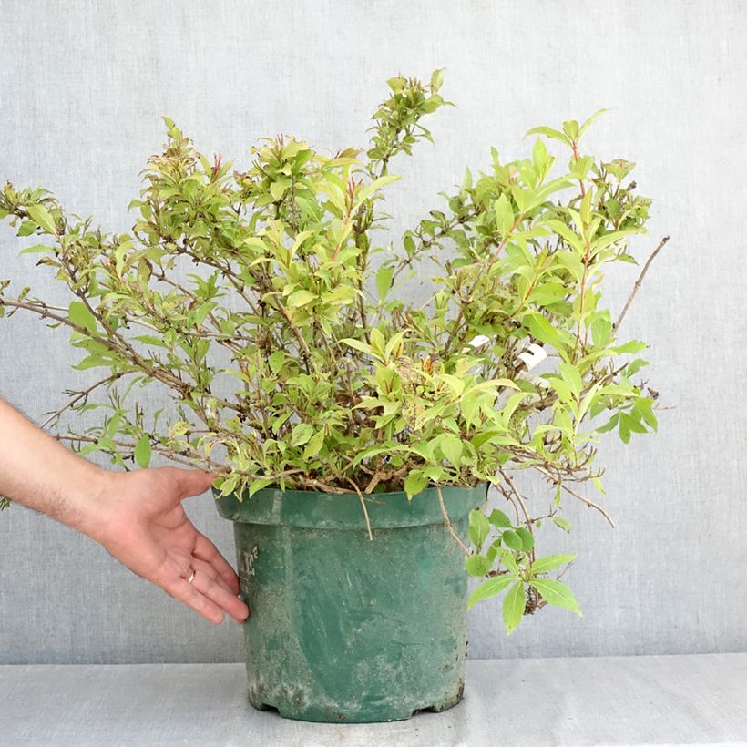Example of Weigela florida Princess Ayla Topf mit 7,5L/10L as you get in ete