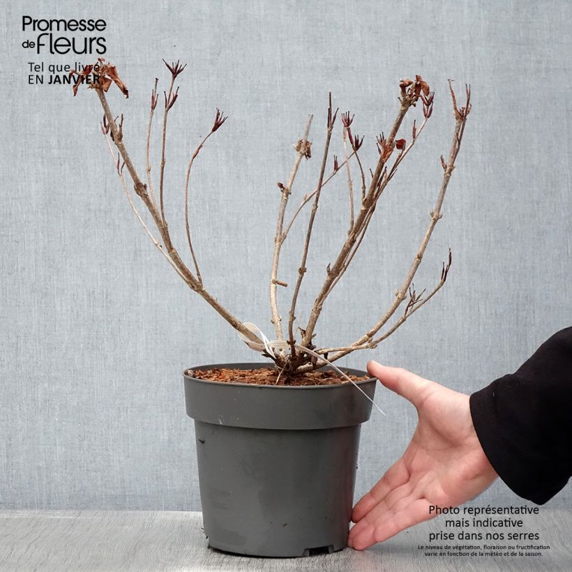 Exemplar von Weigela Cherry Love Topf mit 3L/4L wie im Winter geliefert