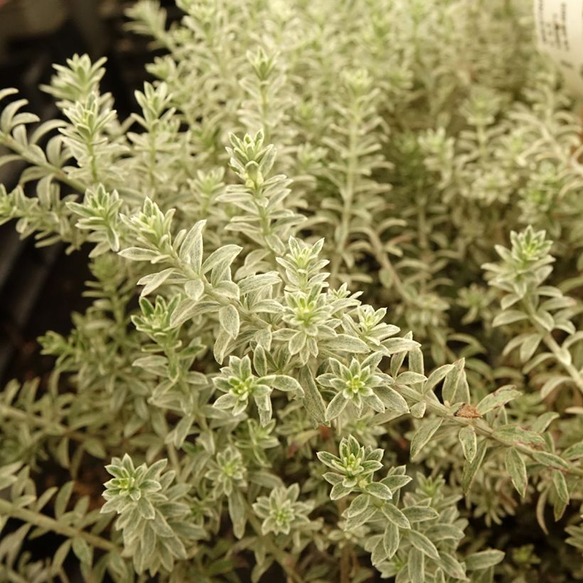 Westringia fruticosa Smookie - Australischer Rosmarin (Foliage)