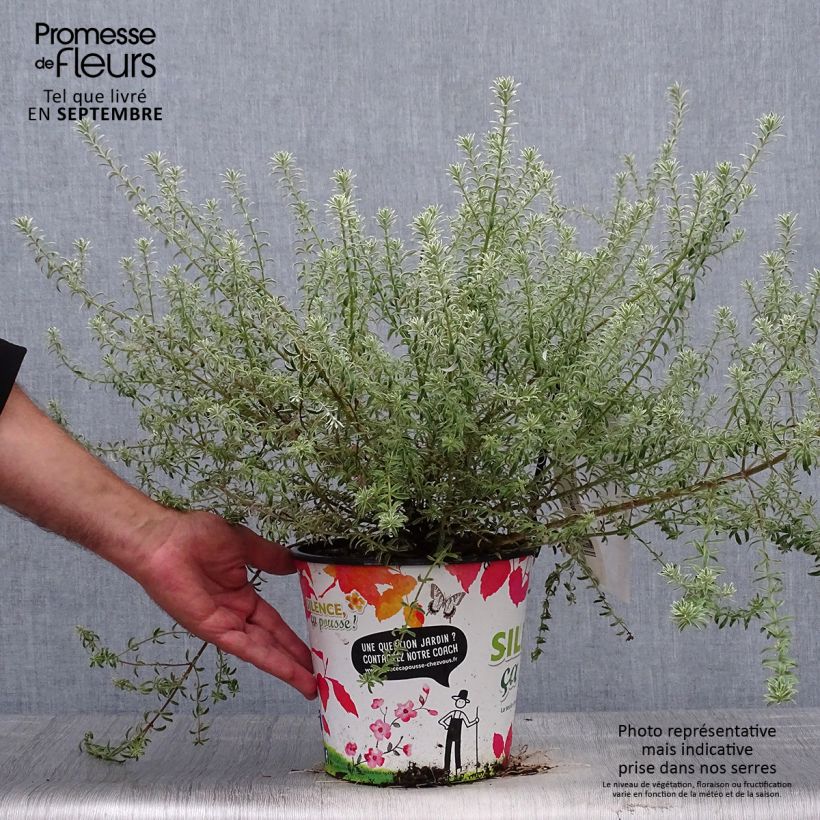 Example of Westringia fruticosa Smookie - Australischer Rosmarin Topf mit 3L/4L as you get in automne