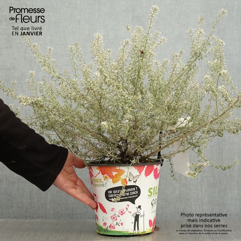 Exemplar von Westringia fruticosa Smookie - Australischer Rosmarin Topf mit 3L/4L wie im Winter geliefert