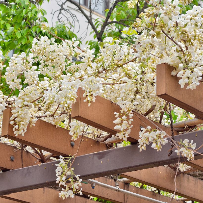 Wisteria brachybotrys White Silk - Blauregen (Plant habit)