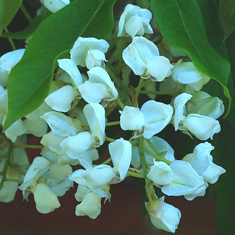 Wisteria brachybotrys White Silk - Blauregen (Flowering)