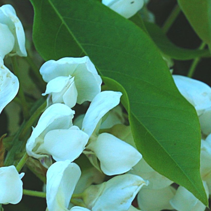 Wisteria brachybotrys White Silk - Blauregen (Foliage)