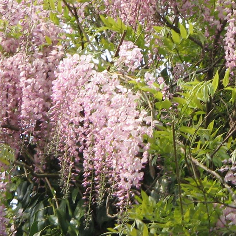Wisteria floribunda Honbeni - Reichblütige Glyzinie (Flowering)