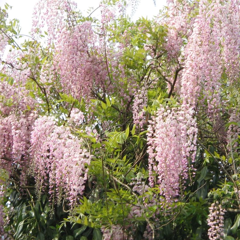 Wisteria floribunda Honbeni - Reichblütige Glyzinie (Plant habit)
