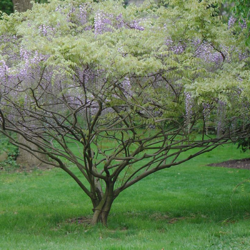 Wisteria formosa - Blauregen (Plant habit)