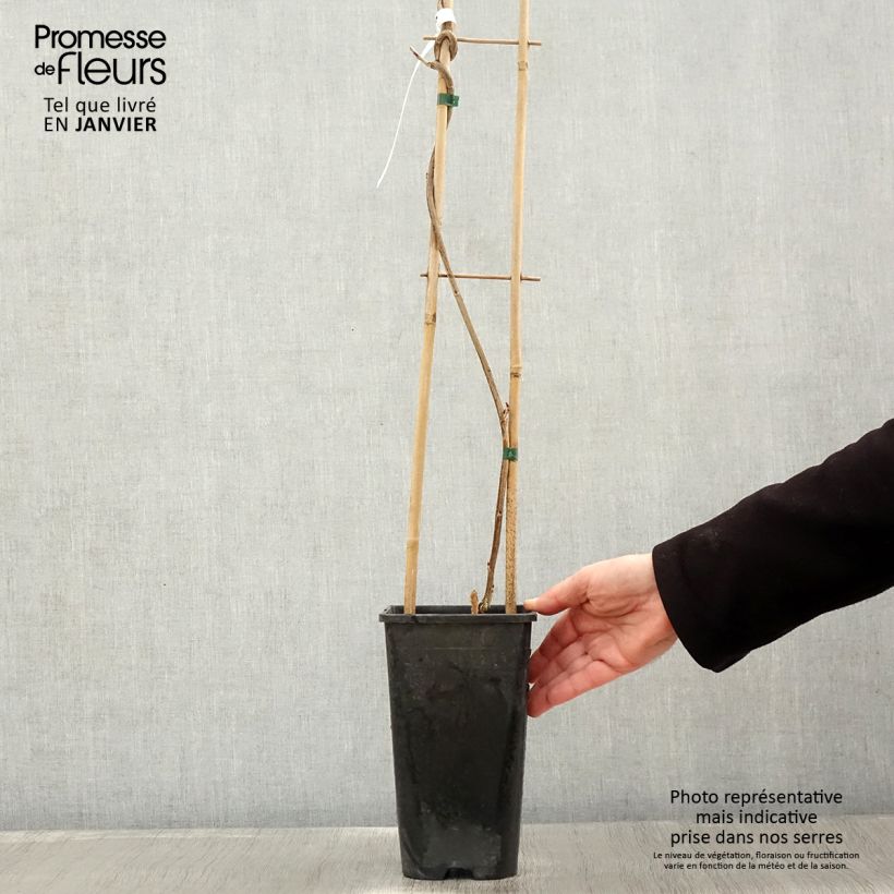 Exemplar von Wisteria venusta Rosea - Blauregen Topf mit 2L/3L wie im Winter geliefert