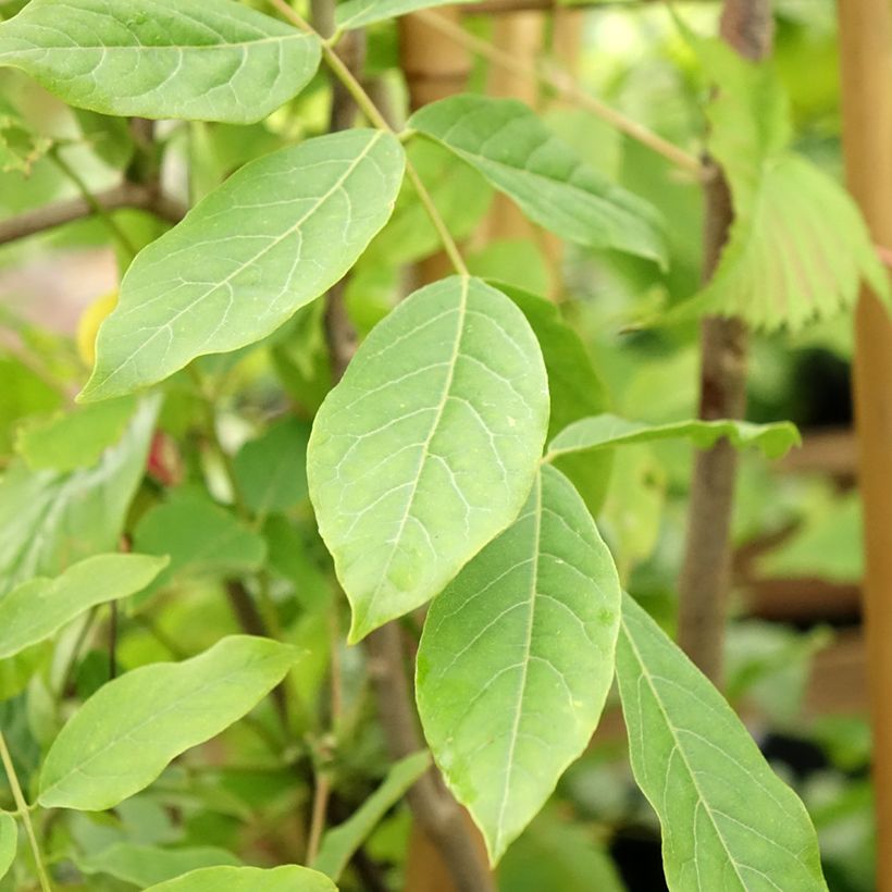 Wisteria venusta Rosea - Blauregen (Foliage)