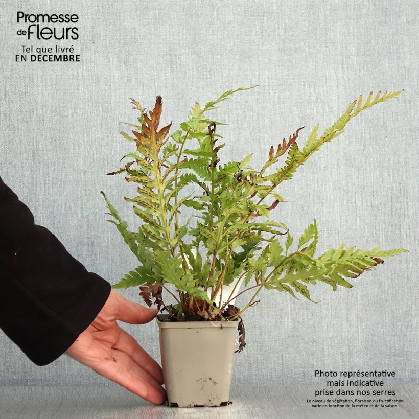 Example of Woodwardia fimbriata - Grübchenfarn Kleine Töpfe von 8/9 cm as you get in automne