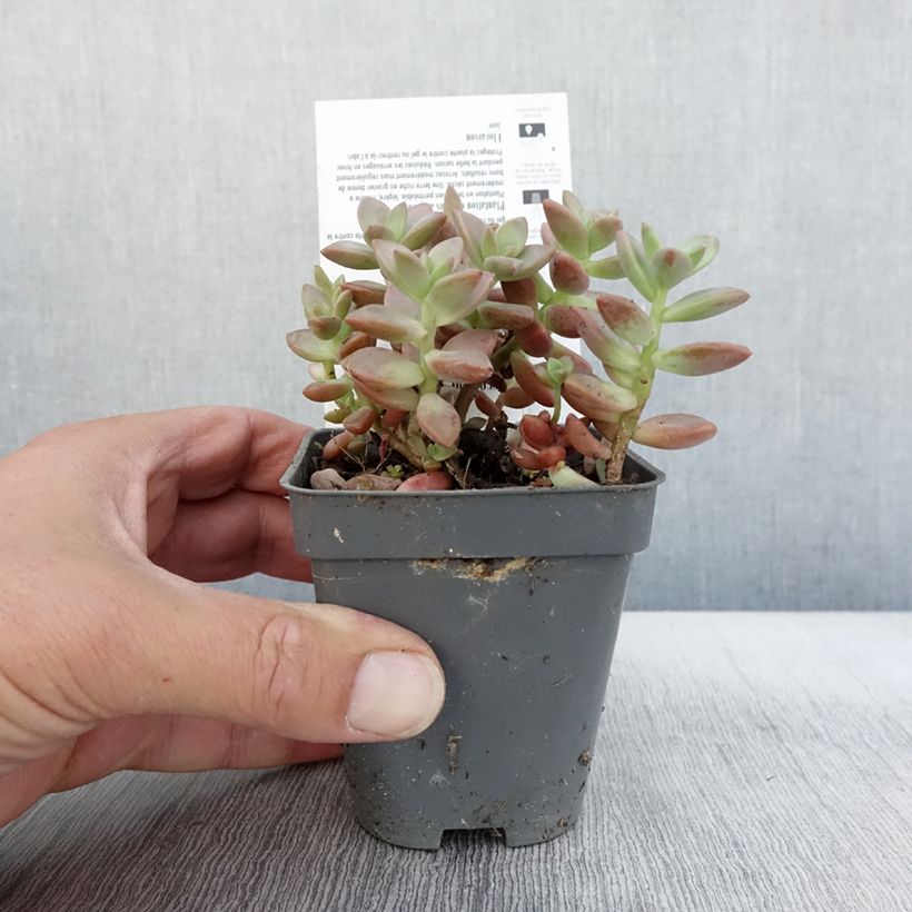 Example of Graptosedum Bronze Kleine Töpfe von 8/9 cm as you get in automne