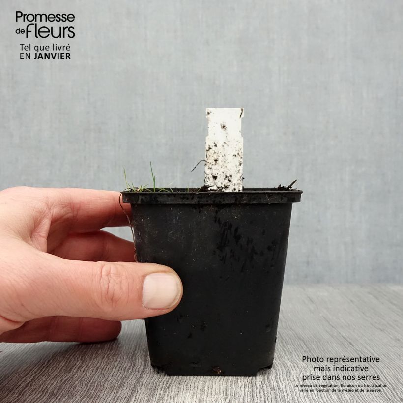 Exemplar von Rhodoxis Ria - Grasstern Kleine Töpfe von 8/9 cm wie im Winter geliefert