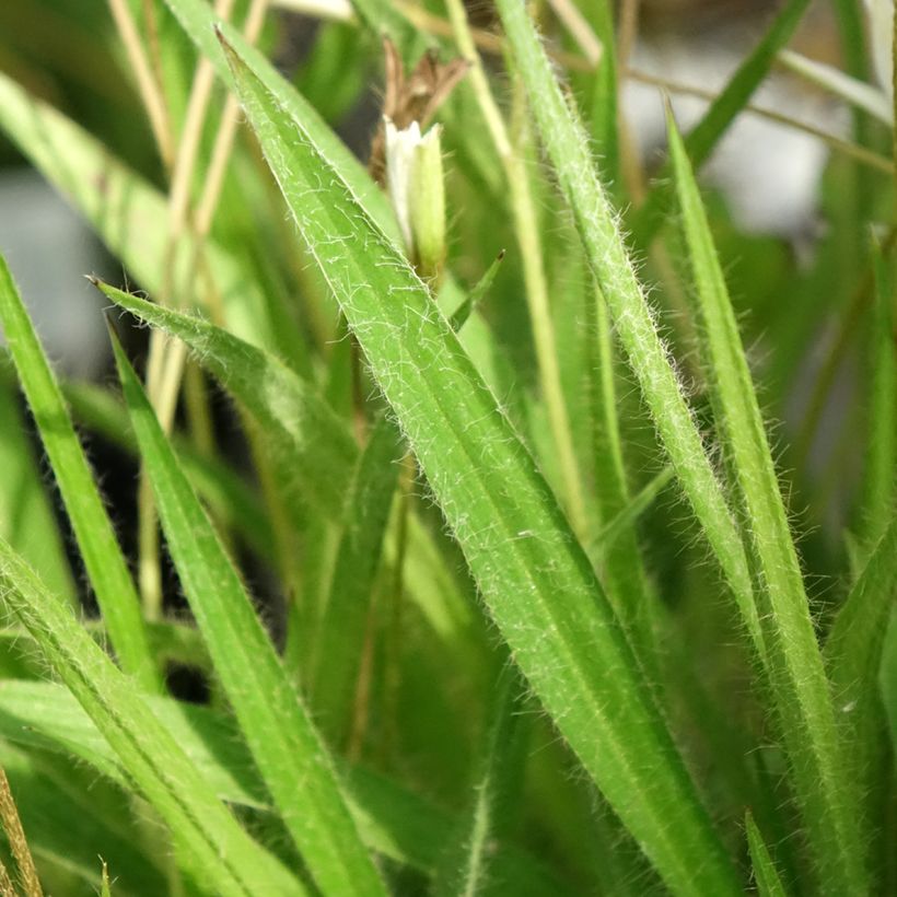 Rhodoxis Ria - Grasstern (Foliage)