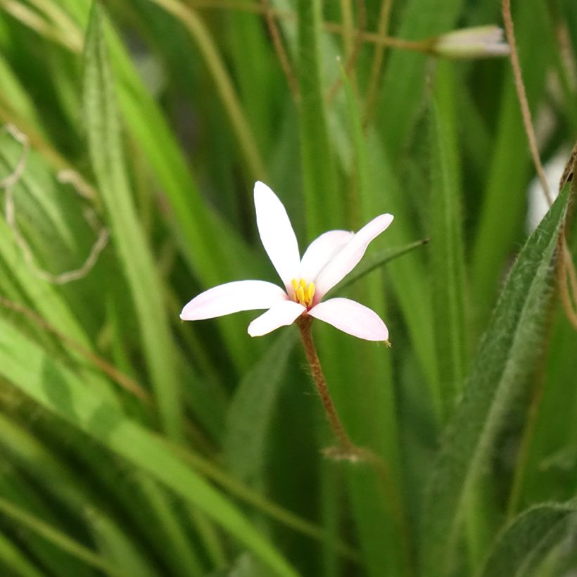 Rhodoxis Ria - Grasstern (Flowering)