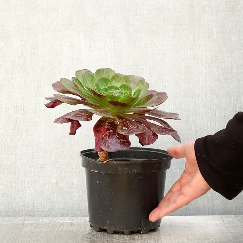 Example of Semponium Destiny - Hybrid-Aeonium Topf mit 2L/3L as you get in automne