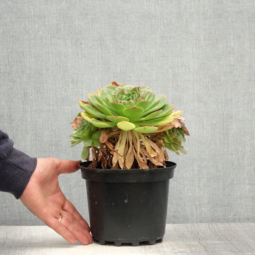 Exemplar von Semponium Diamond - Hybrid-Aeonium Topf mit 2L/3L wie im Sommer geliefert
