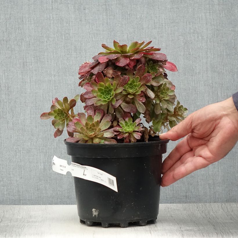 Example of Semponium Sienna - Hybrid-Aeonium Topf mit 2L/3L as you get in ete