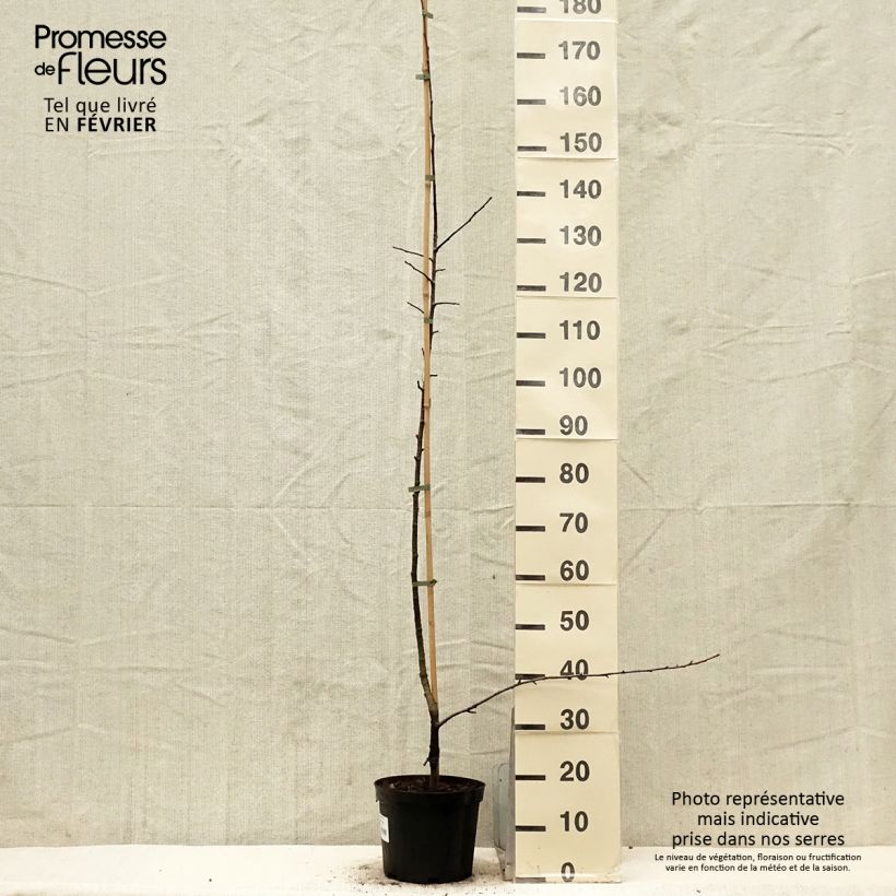 Example of Hybrid-Birnbaum - x Sorbopyrus auricularis (irregularis) Topf mit 4L/5L as you get in hiver