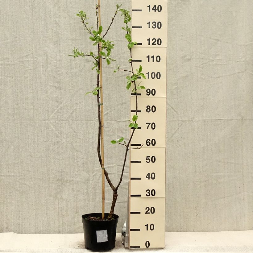 Exemplar von Hybrid-Birnbaum - x Sorbopyrus auricularis (irregularis) Topf mit 4L/5L wie im Frühjahr geliefert