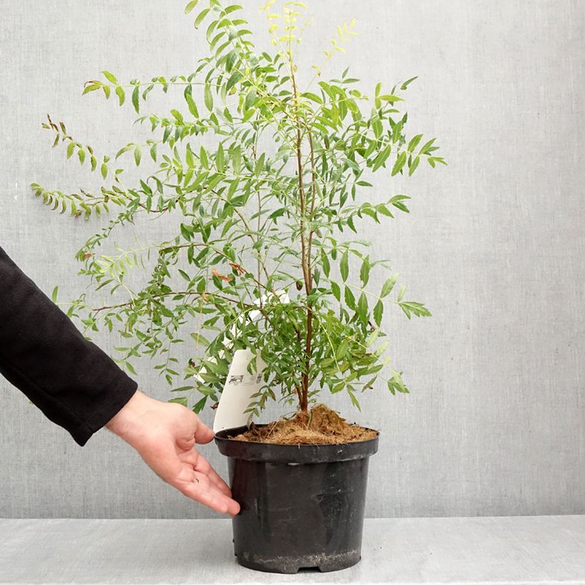 Exemplar von Xanthoceras sorbifolium - Gelbhorn Topf mit 3L/4L wie im Herbst geliefert