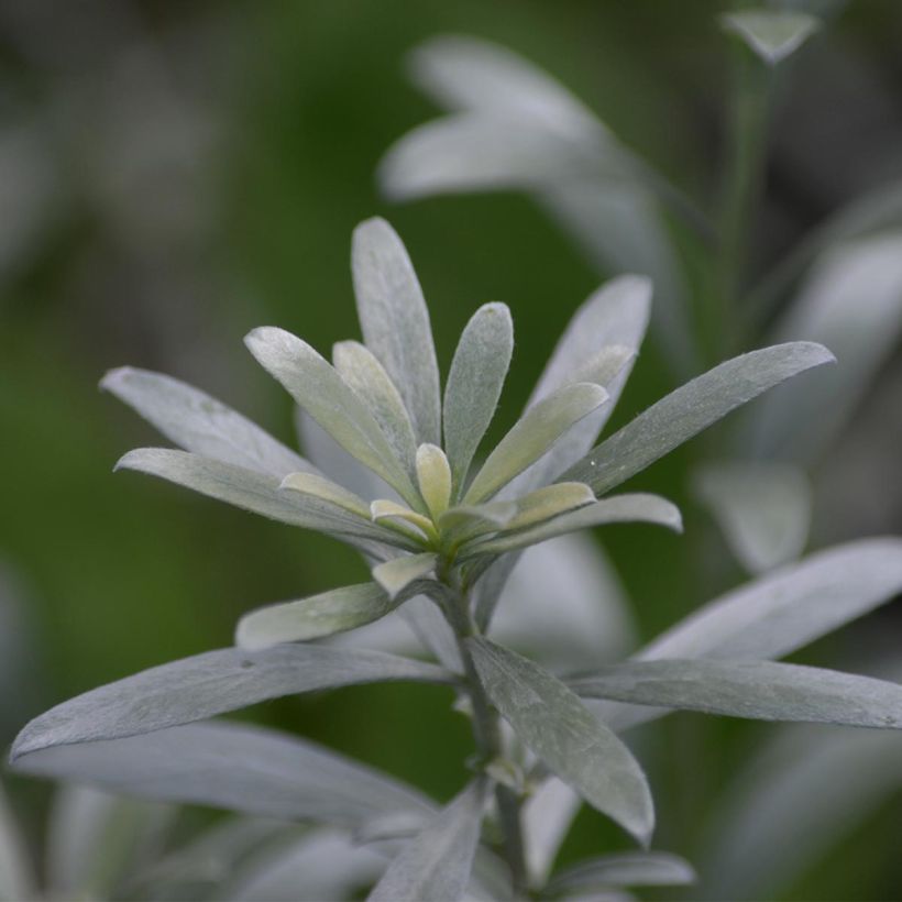 Yucca filamentosa - Fädige Palmlilie (Foliage)