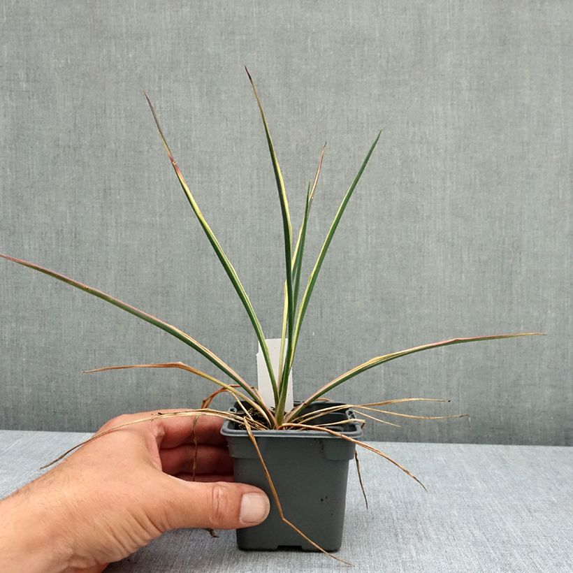 Exemplar von Yucca filamentosa Bright Edge - Yucca filamenteux Godet de 8/9 cm wie im Frühjahr geliefert