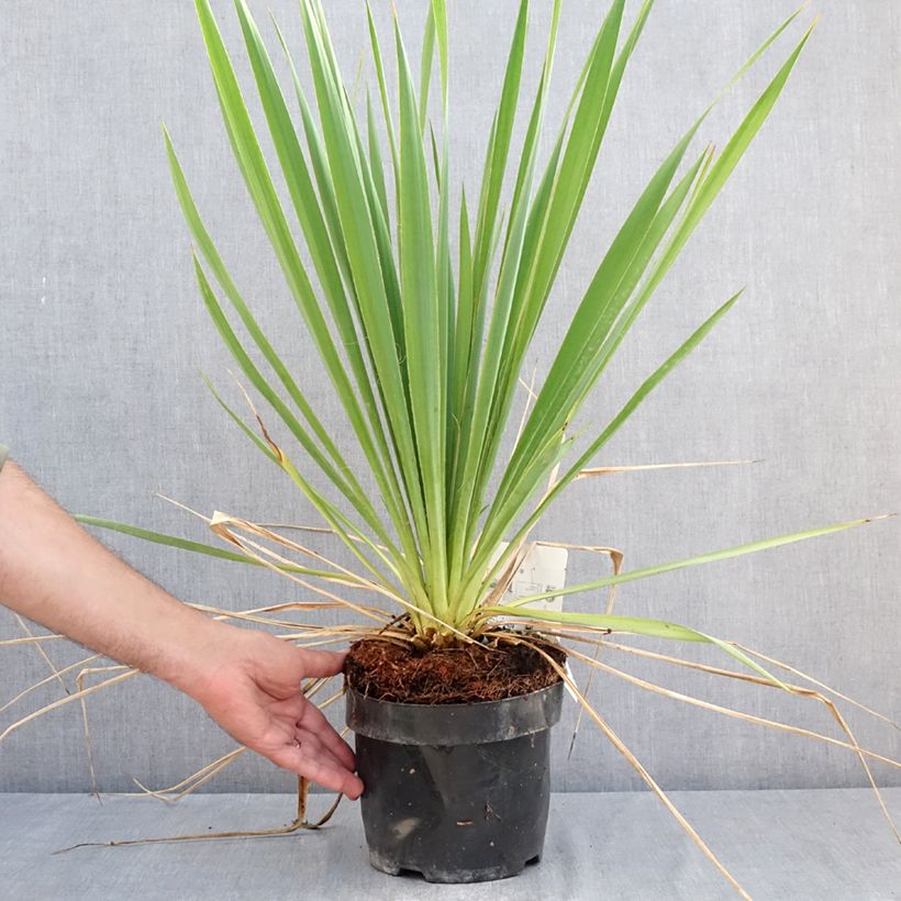 Exemplar von Yucca filamentosa Bright Edge - Fädige Palmlilie Topf mit 2L/3L wie im Sommer geliefert