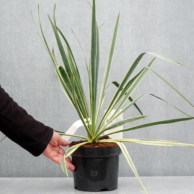 Exemplar von Yucca filamentosa Bright Edge - Fädige Palmlilie Topf mit 2L/3L wie im Frühjahr geliefert