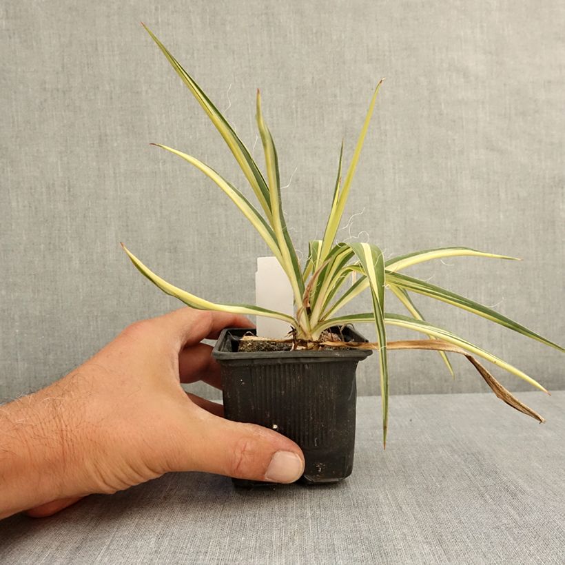 Exemplar von Yucca filamentosa Colour Guard - Fädige Palmlilie Kleine Töpfe von 8/9 cm wie im Sommer geliefert