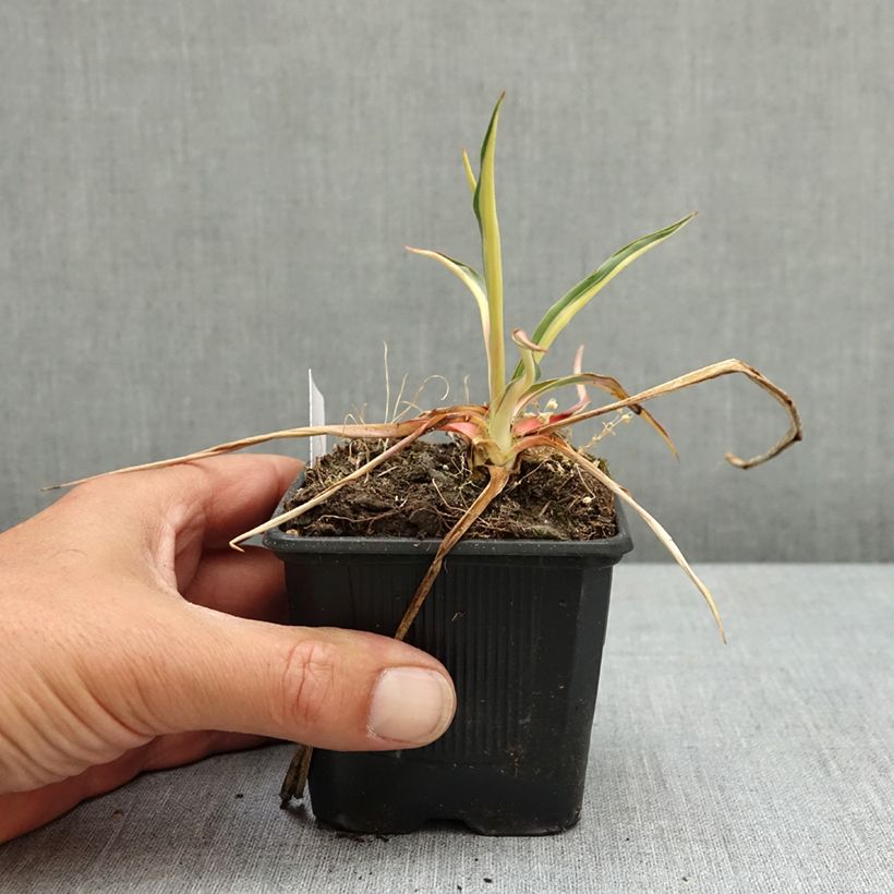 Exemplar von Yucca filamentosa Colour Guard - Yucca filamenteux panaché Godet de 8/9 cm wie im Frühjahr geliefert