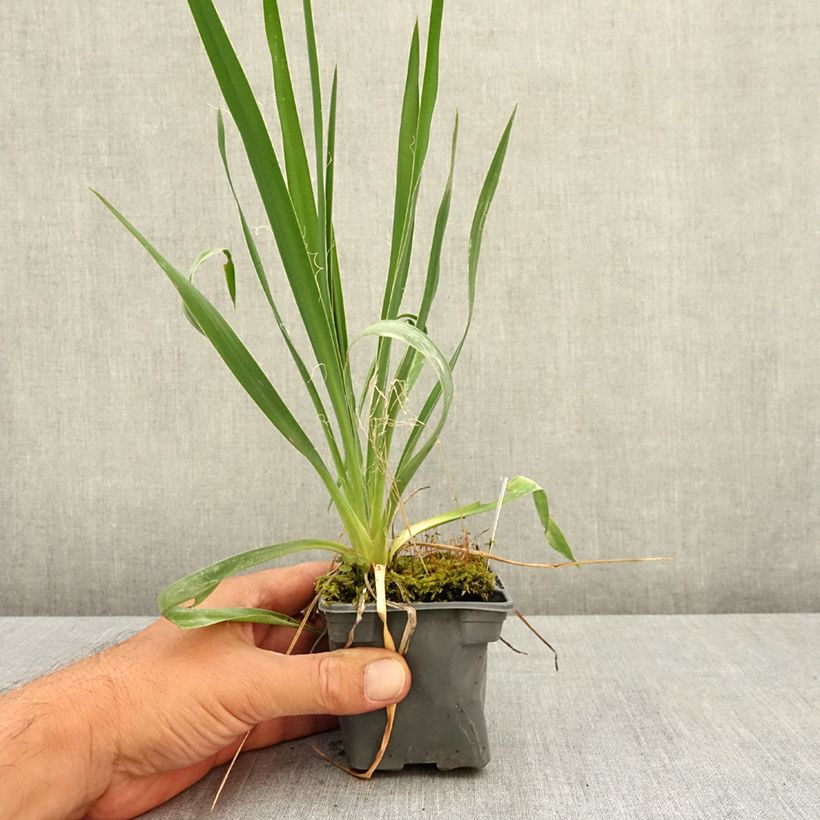 Exemplar von Yucca filamentosa - Fädige Palmlilie Kleine Töpfe von 8/9 cm wie im Sommer geliefert