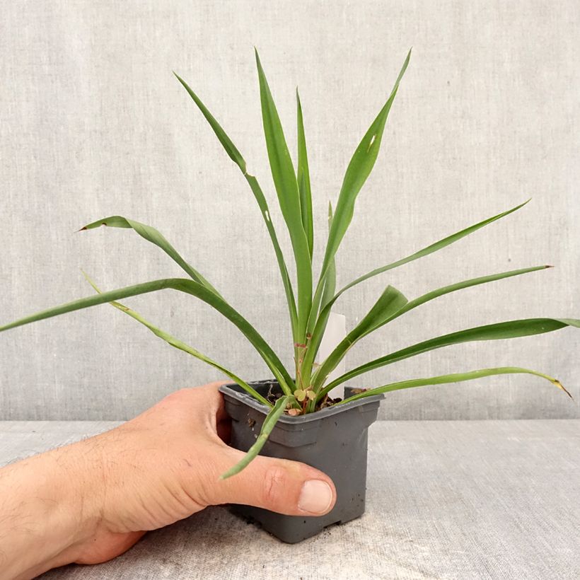 Exemplar von Yucca filamentosa - Fädige Palmlilie Kleine Töpfe von 8/9 cm wie im Frühjahr geliefert
