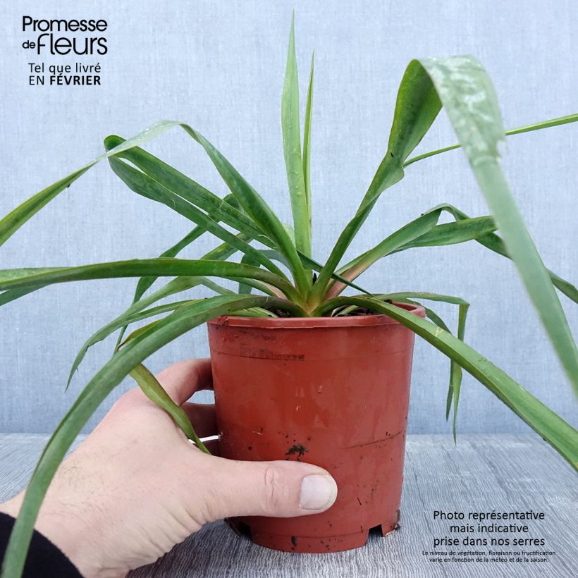 Example of Yucca filamentosa - Fädige Palmlilie Topf mit 1L/1,5L as you get in hiver