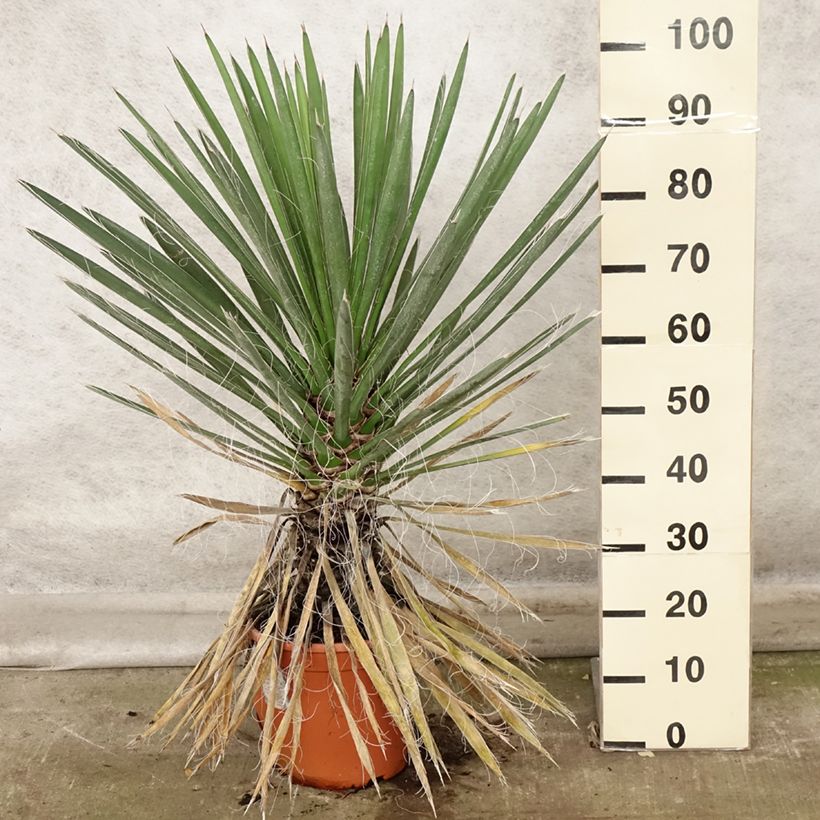 Example of Yucca filifera - Palmlilie Topf mit 7,5L/10L as you get in automne