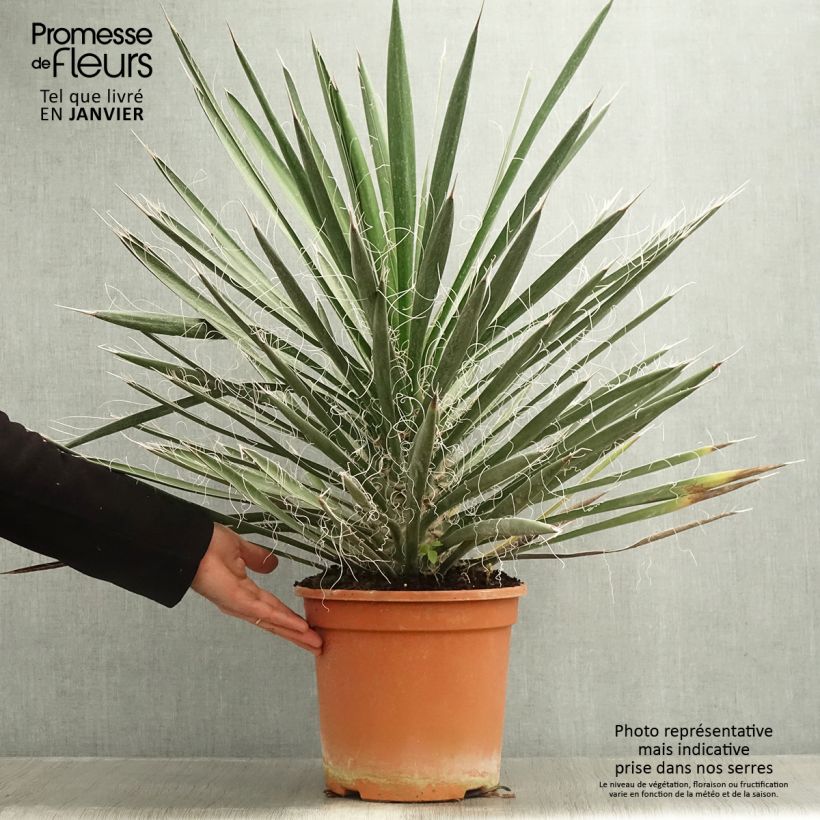 Exemplar von Yucca filifera - Palmlilie Topf mit 7,5L/10L wie im Winter geliefert