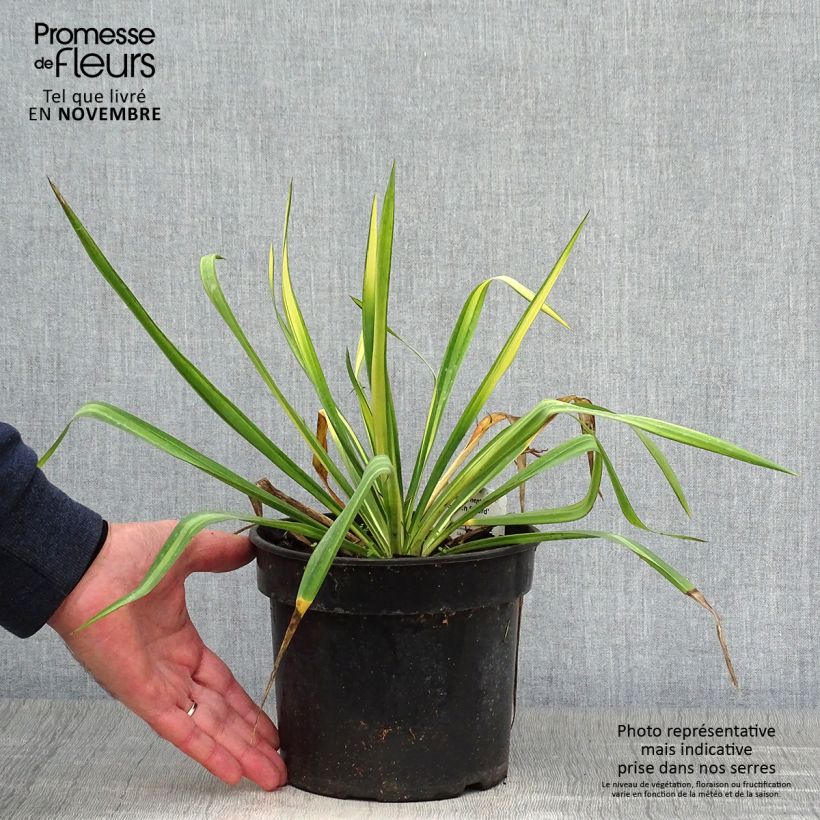 Example of Yucca flaccida Golden Sword - Schlaffe Palmlilie Topf mit 2L/3L as you get in automne