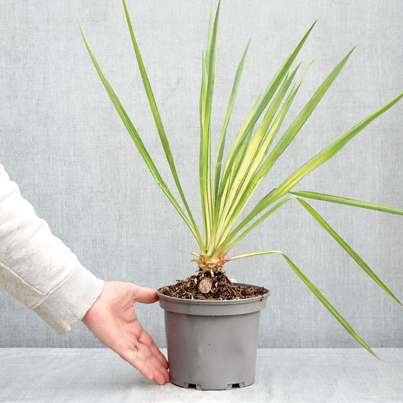 Exemplar von Yucca flaccida Golden Sword - Schlaffe Palmlilie Topf mit 2L/3L wie im Frühjahr geliefert