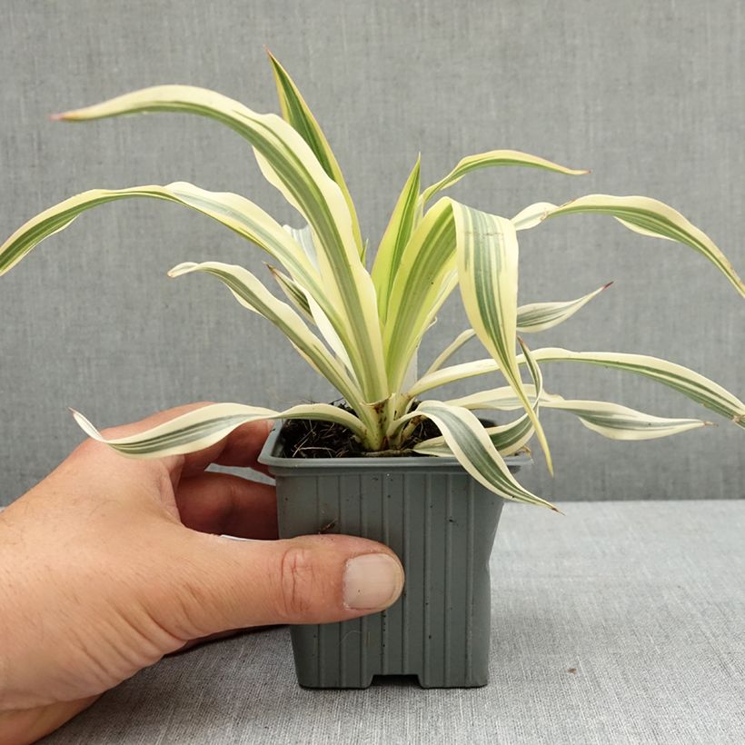 Exemplar von Yucca gloriosa Citrus twist® - Dague espagnole Godet de 8/9 cm wie im Frühjahr geliefert